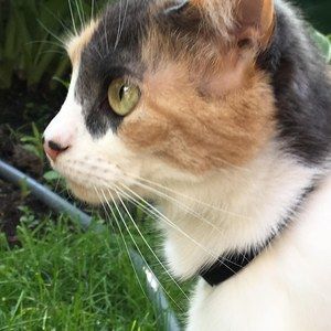 Meet your Posher, Leslie